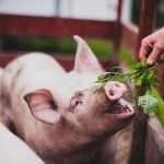 farming photography, agriculture photography, lantbruksfotografering, jordbrukfotografering, farming, jordbruk, lantbruk, hjordnära ekologiska mejeri, hjordnära, hjordnära mejeri, skånemejerier, organic, ekologisk, pig, gris