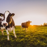 farming photography, agriculture photography, lantbruksfotografering, jordbrukfotografering, almnäs bruk, sverige, sweden, scandinavia, ekologiskt jordbruk, ekologiskt lantbruk, organic farming, organic, cow, cows, ko, kossor