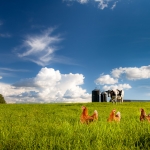 farming photography, agriculture photography, lantbruksfotografering, jordbrukfotografering, moster susannes ekoägg, äggproduktion, egg, egg production, organic, ekologisk, chicken, hen, höna, kyckling