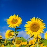 farming photography, agriculture photography, lantbruksfotografering, jordbrukfotografering, agriculture, farming, jordbruk, lantbruk, crops, skörd, uppkomst, gröda, grödor