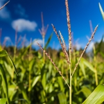 farming photography, agriculture photography, lantbruksfotografering, jordbrukfotografering, agriculture, farming, jordbruk, lantbruk, crops, skörd, uppkomst, gröda, grödor