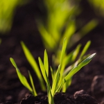 farming photography, agriculture photography, lantbruksfotografering, jordbrukfotografering, agriculture, farming, jordbruk, lantbruk, crops, skörd, uppkomst, gröda, grödor
