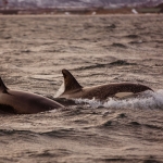 Killer whale orca safari in Lofoten and Andenes, Norway
